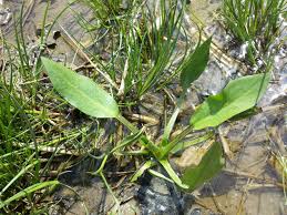 Attēlu rezultāti vaicājumam “Alisma lanceolatum”