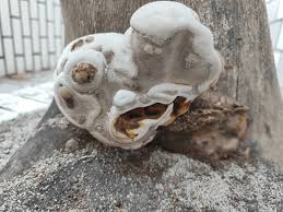 Attēlu rezultāti vaicājumam “Agathomyia wankowiczii”