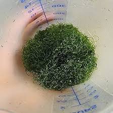 Attēlu rezultāti vaicājumam “Lophocolea minor macro”