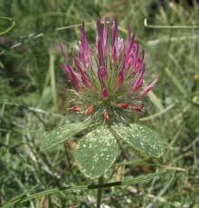 Attēlu rezultāti vaicājumam “Trifolium medium flower”