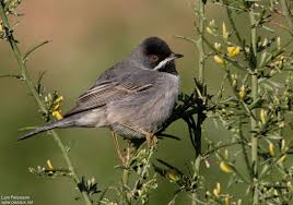 Attēlu rezultāti vaicājumam “Sylvia curruca adult”
