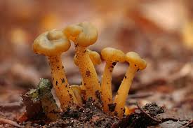 Attēlu rezultāti vaicājumam “Arcyria major macro”