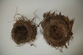 Attēlu rezultāti vaicājumam “Turdus philomelos nest”