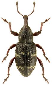 Attēlu rezultāti vaicājumam “Hylobius pinastri”