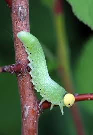 Attēlu rezultāti vaicājumam “Trichiosoma larva”