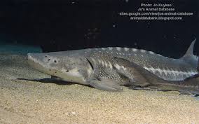 Image result for Acipenser medirostris