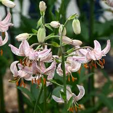 Attēlu rezultāti vaicājumam “Lilium martagon fruit”