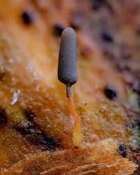 Attēlu rezultāti vaicājumam “Arcyria cinerea stalked”