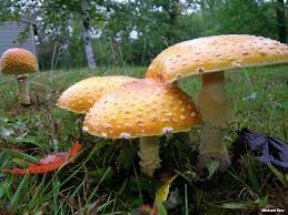 Attēlu rezultāti vaicājumam “Amanita muscaria”