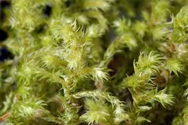 Attēlu rezultāti vaicājumam “Rhytidiadelphus”