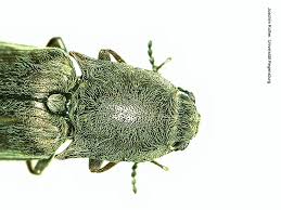 Attēlu rezultāti vaicājumam “Actenicerus sjaelandicus”