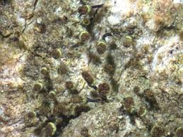 Attēlu rezultāti vaicājumam “Chaenotheca laevigata”