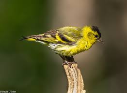 Attēlu rezultāti vaicājumam “Carduelis spinus female”