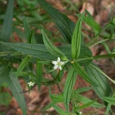 Attēlu rezultāti vaicājumam “Lithospermum officinale leaf”