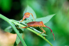 Attēlu rezultāti vaicājumam “Flaviporus citrinellus”