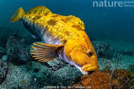 Attēlu rezultāti vaicājumam “Oligonema affine”