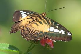 Attēlu rezultāti vaicājumam “Lopinga achine underside”