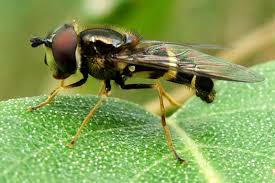 Attēlu rezultāti vaicājumam “Dasysyrphus tricinctus”