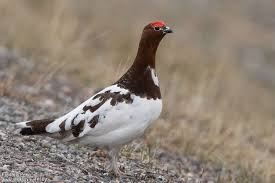 Attēlu rezultāti vaicājumam “Lagopus lagopus male”