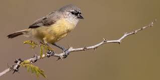 Attēlu rezultāti vaicājumam “Remiz pendulinus adult”