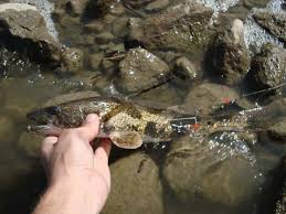 Image result for Sander canadensis