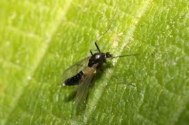 Attēlu rezultāti vaicājumam “Cricotopus”