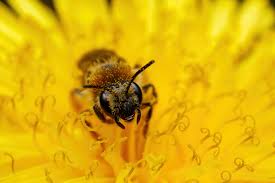 Attēlu rezultāti vaicājumam “Andrena haemorrhoa female”