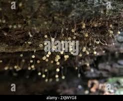 Attēlu rezultāti vaicājumam “Cribraria microcarpa”