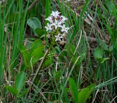 Attēlu rezultāti vaicājumam “Menyanthes trifoliata flower”