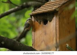 Attēlu rezultāti vaicājumam “Sitta europaea nest”