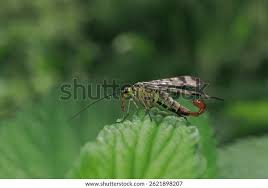 Attēlu rezultāti vaicājumam “Panorpa communis imago”