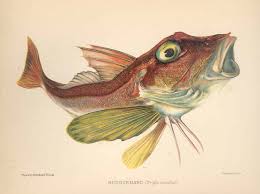 Image result for Chelidonichthys cuculus