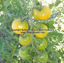 Afbeeldingsresultaat voor hawaiian white cherry tomato