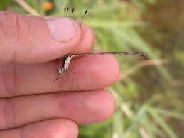 Attēlu rezultāti vaicājumam “Lestidae”