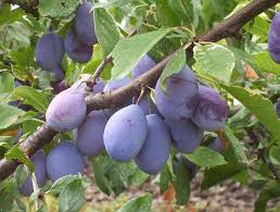 Attēlu rezultāti vaicājumam “Prunus domestica subsp. domestica”