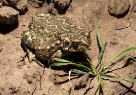 Attēlu rezultāti vaicājumam “Pseudepidalea viridis adult”