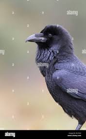 Attēlu rezultāti vaicājumam “Corvus corax adult”