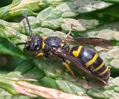 Attēlu rezultāti vaicājumam “Ancistrocerus sp. male”