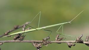 Attēlu rezultāti vaicājumam “Breidleria pratensis”