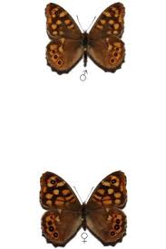 Attēlu rezultāti vaicājumam “Pararge aegeria”