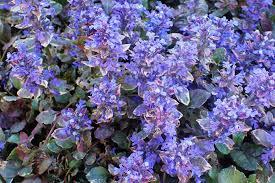 Attēlu rezultāti vaicājumam “Ajuga reptans”