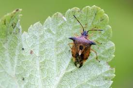 Attēlu rezultāti vaicājumam “Elasmucha ferrugata”