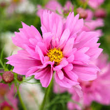 Image result for Cosmos bipinnatus `Double Click`