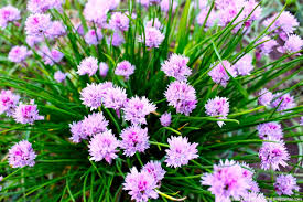 Image result for Allium schoenoprasum