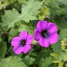 Attēlu rezultāti vaicājumam “Geranium bohemicum leaf”