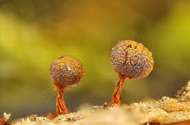 Attēlu rezultāti vaicājumam “Physarum psittacinum”