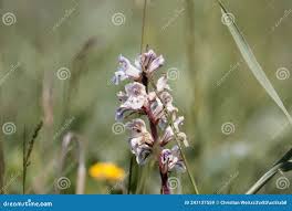 Attēlu rezultāti vaicājumam “Orobanche reticulata flower”