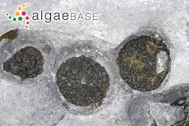 Attēlu rezultāti vaicājumam “Nostoc pruniforme”