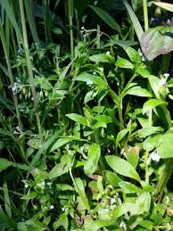 Attēlu rezultāti vaicājumam “Myosotis sparsiflora”