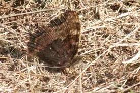 Attēlu rezultāti vaicājumam “Nymphalis polychloros”